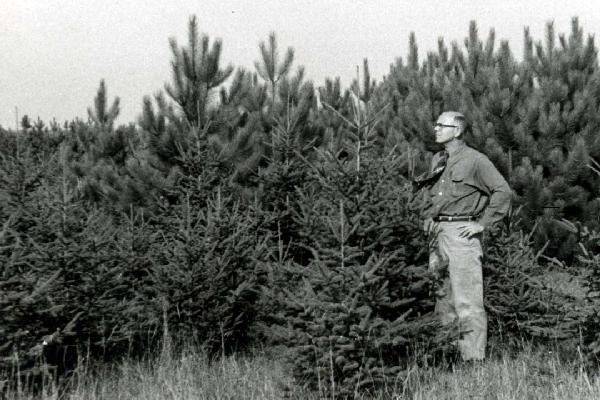 Henry Hansen in 1960 checking out the first crop of white spruce