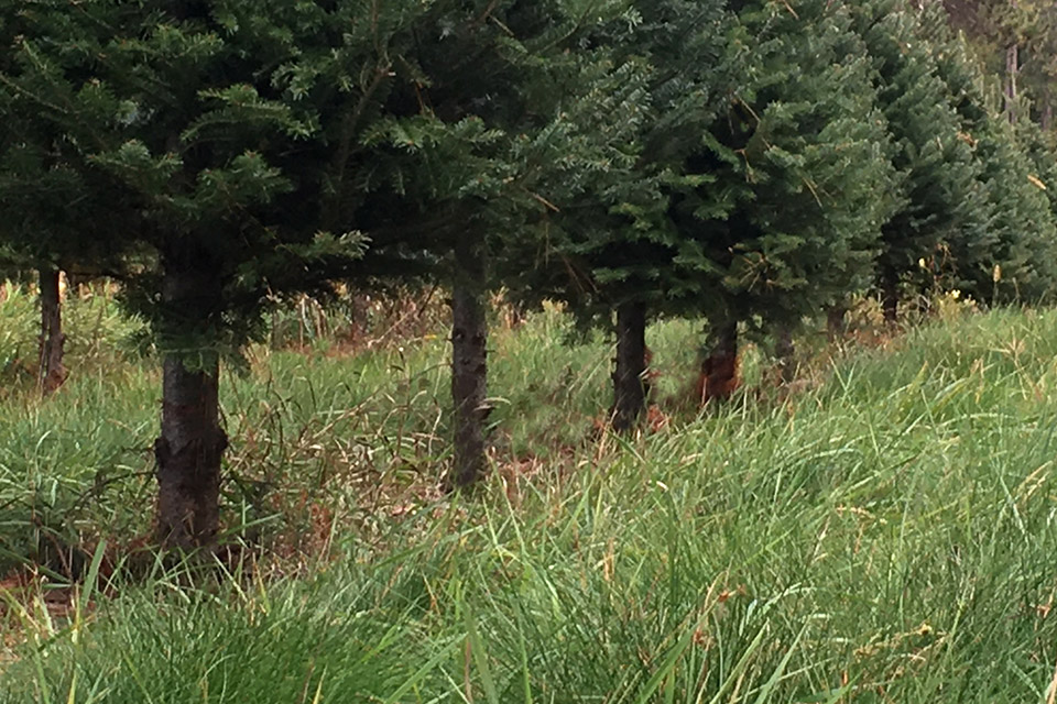 Many Trees are now Pruned at base