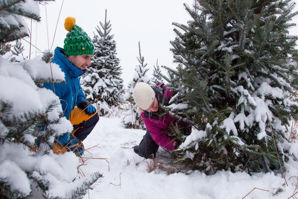 Cut Your Own Christmas Tree!