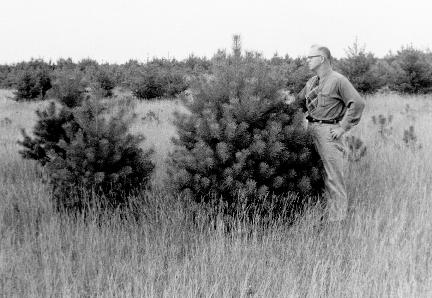 Henry Tree Farm 1960