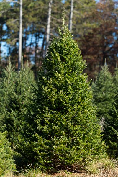 Balsam fir