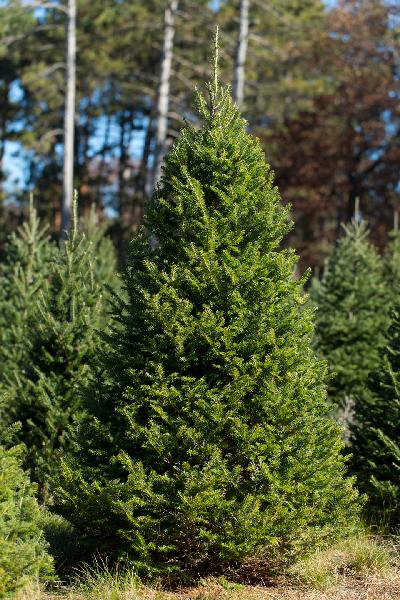 Balsam fir