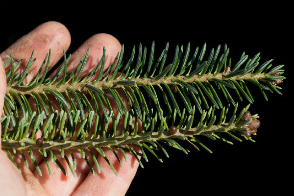 Balsam fir