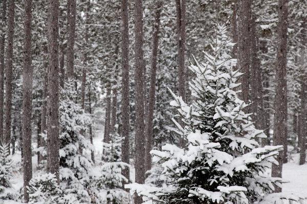 Christmas Trees at Hansen Tree Farm