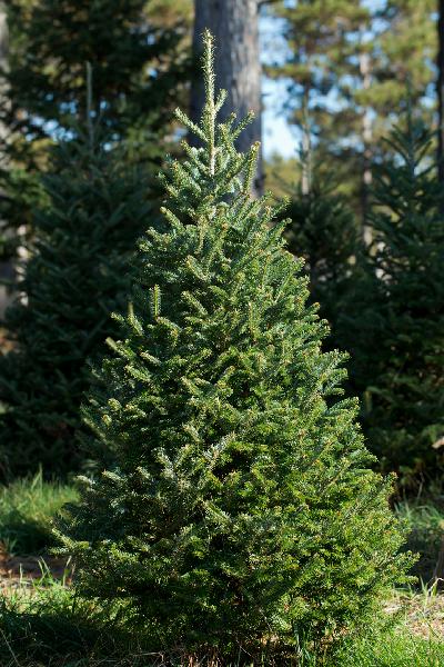 Fraser fir