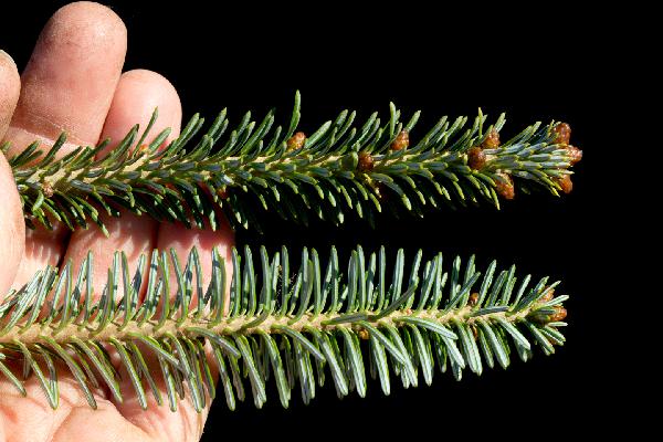 Fraser fir